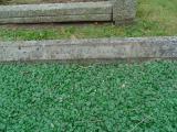 image of grave number 583080